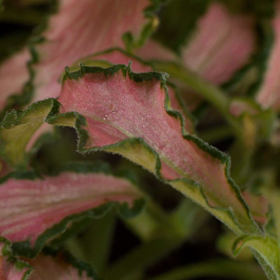 A macro photo of a small leaf. The leaf itself is pink in the middle with dark green edging. On the edges of the leaf we can see tiny little translucent hairs.