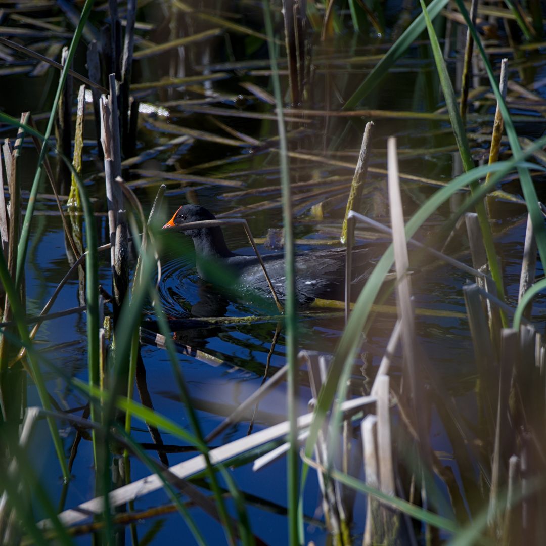 A small black bird with the red marking on its head swims slowly amongst the reeds