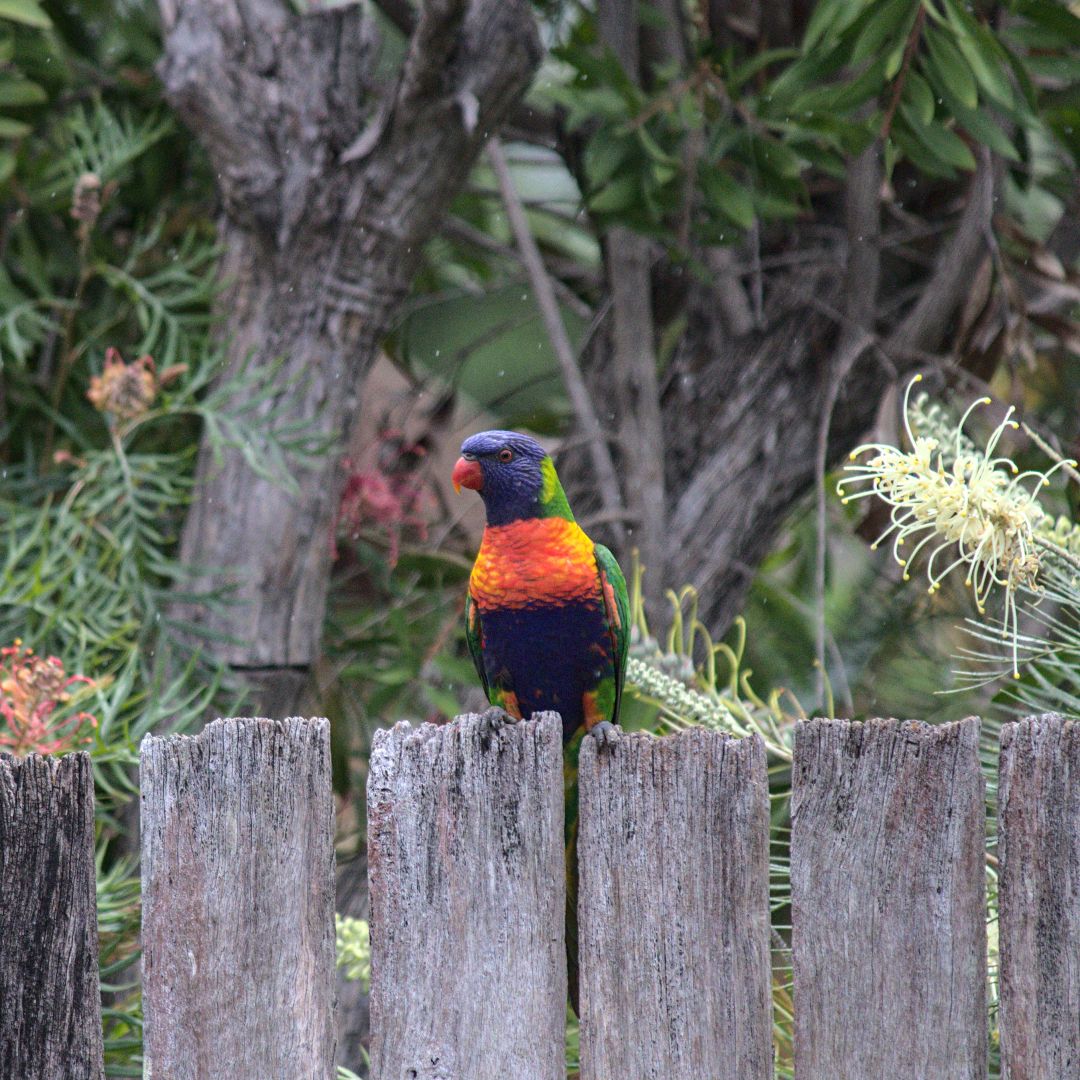 A brightly coloured bird sits on a wooden fence looking off to the left. The birds chest is a vibrant red while its head is green and red.