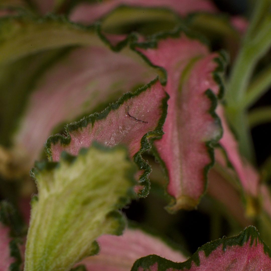 A macro photo of a small leaf. The leaf itself is pink in the middle with dark green edging. On the edges of the leaf we can see tiny little translucent hairs