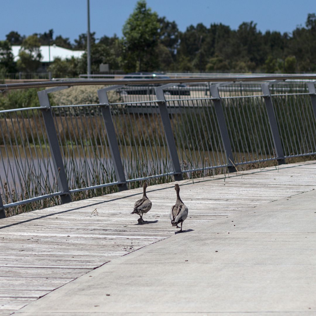 Two ducks seen from behind as they walk along a wooden boardwalk next to a pond