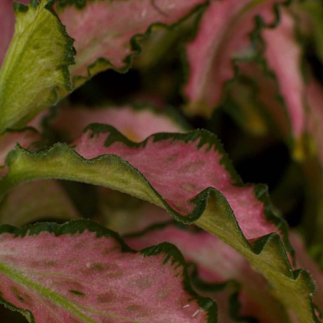 A macro photo of a small leaf. The leaf itself is pink in the middle with dark green edging. On the edges of the leaf we can see tiny little translucent hairs
