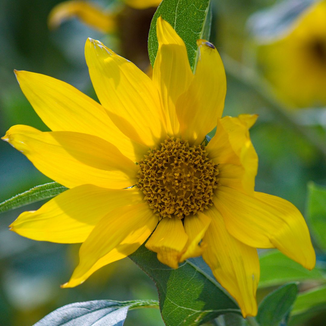 A bright yellow sunflower surrounded by green leaves