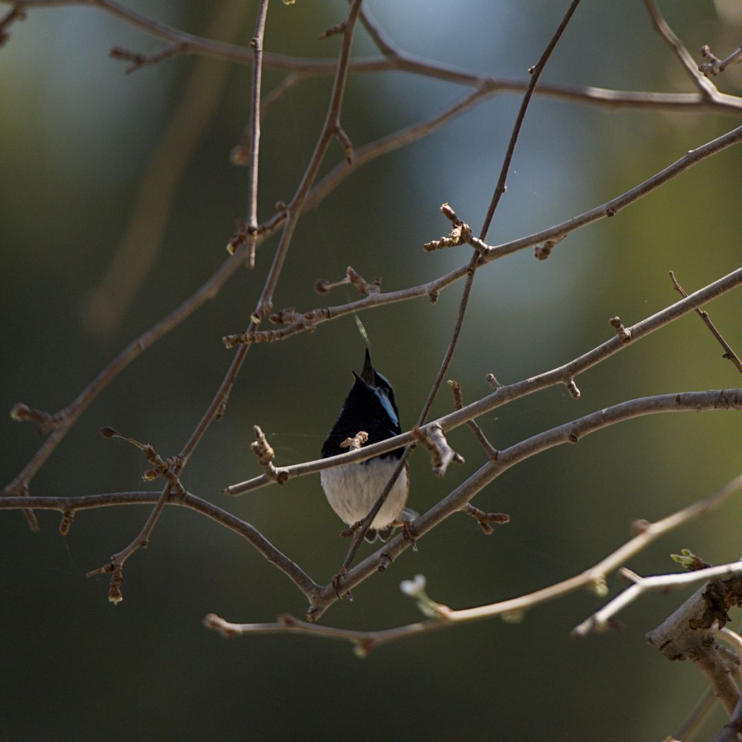 A small round bird with a white belly and a black and metallic blue back and wings reaches for something in a tree