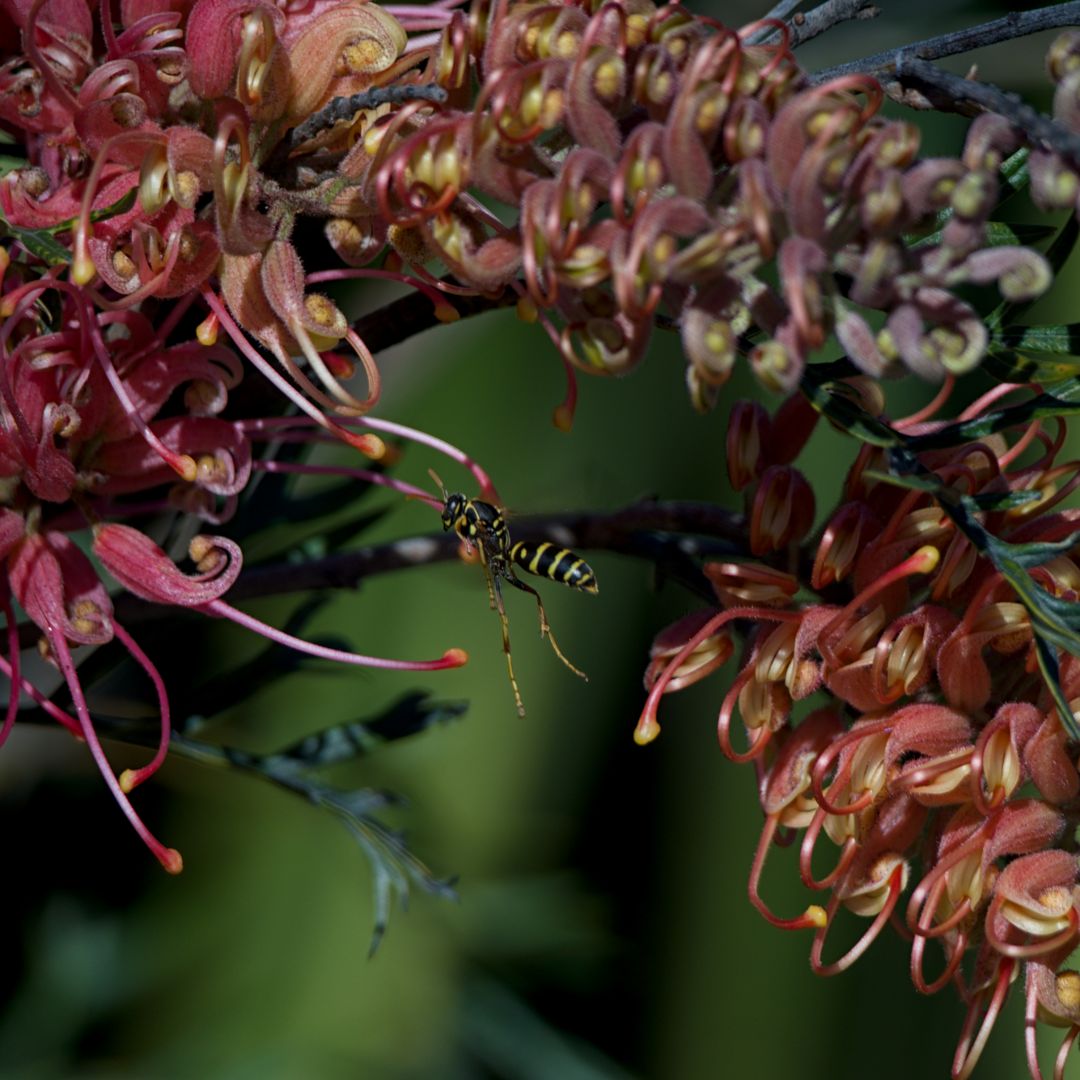 A wasp flies between the flowers of a banksia tree