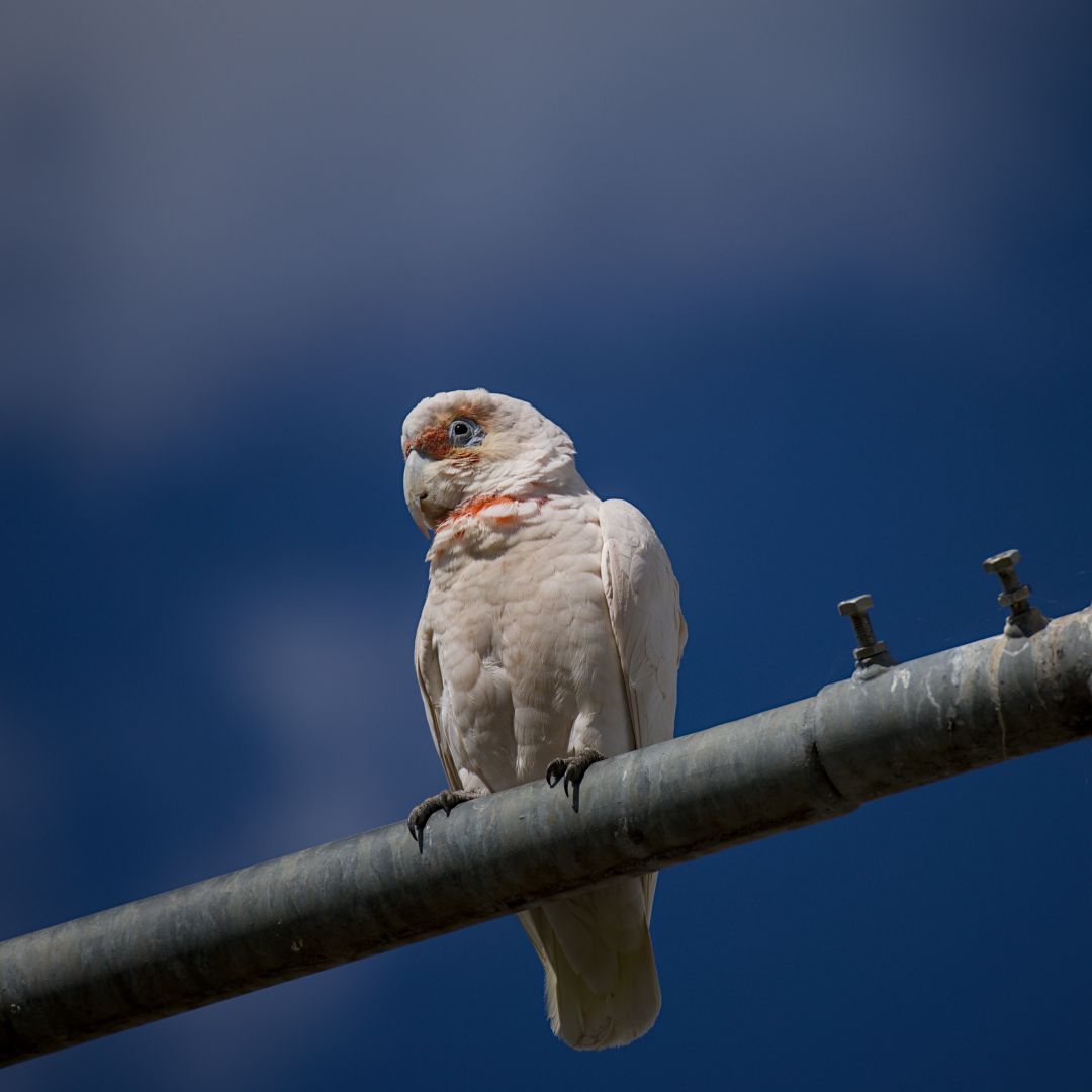 A small cockatoo like bird sits on a metal pole. The bird has red feathers around its neck and eyes and a bill that reaches down past its bottom beak