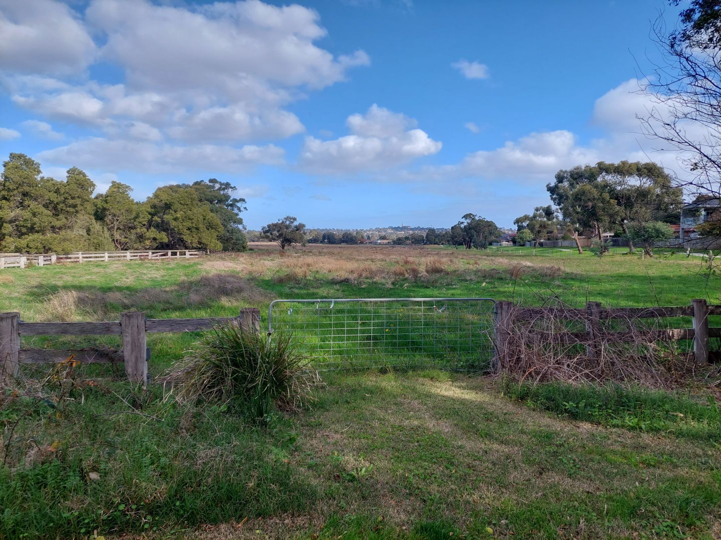 Looking out from behind a farm gate across what used to be a paddock, but is now part of a state park on the Dandenong Creek floodplain. The paddock is mostly European-style green grass, although long brown grass is well into taking over. The former paddock is bounded by a mix of traditional wooden farm fencing and modern pole-and-wire fencing. Behind the paddock fence to the right is another long wooden paling fence, marking the backs of residential houses bordering the park. To the left behind the paddock fence is a group of established trees in a typical dark green. The sky is blue with several fluffy clouds, and in the far distance, barely visible against the sky, is a tower standing proud above the houses on the hill, marking the police academy.