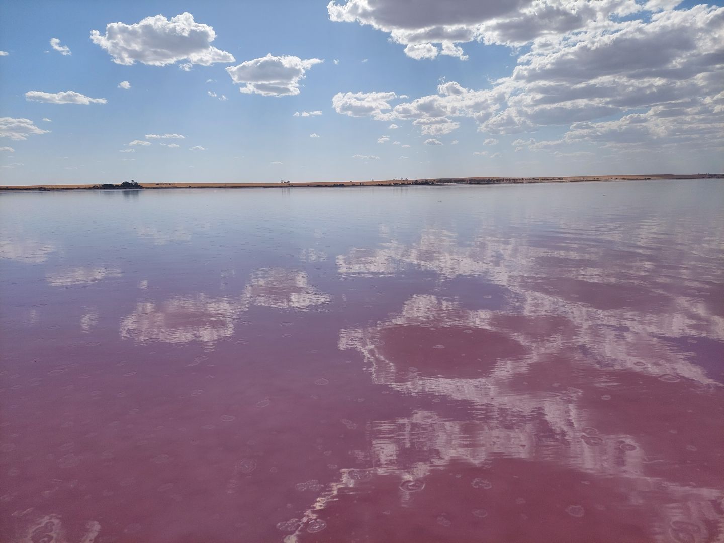 A photograph of a lake, similar to the first picture, taken from near the water's surface. The lake is pink, while the sky is blue. The large clouds in the sky are reflected on the water's surface. In the distance, the farmland on the opposite bank can be seen, coated in a golden-yellow crop.