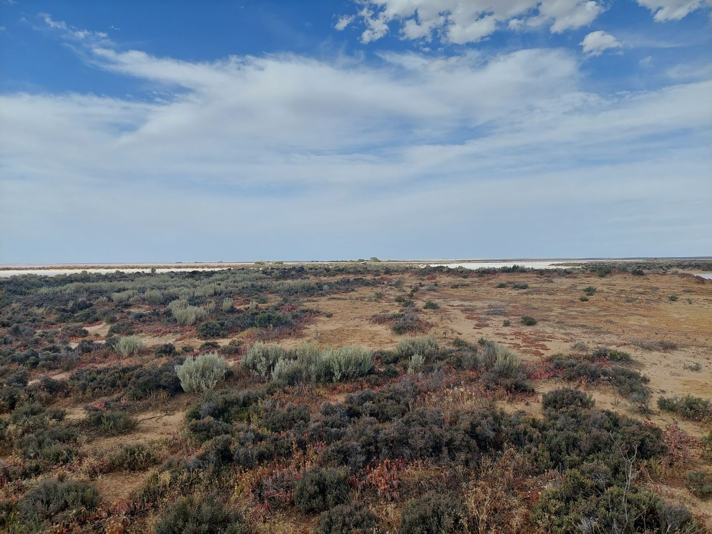 A photo of a saltbush outcrop next to the lake. The dark green saltbush contrast with the yellow sand and cloudy blue sky.