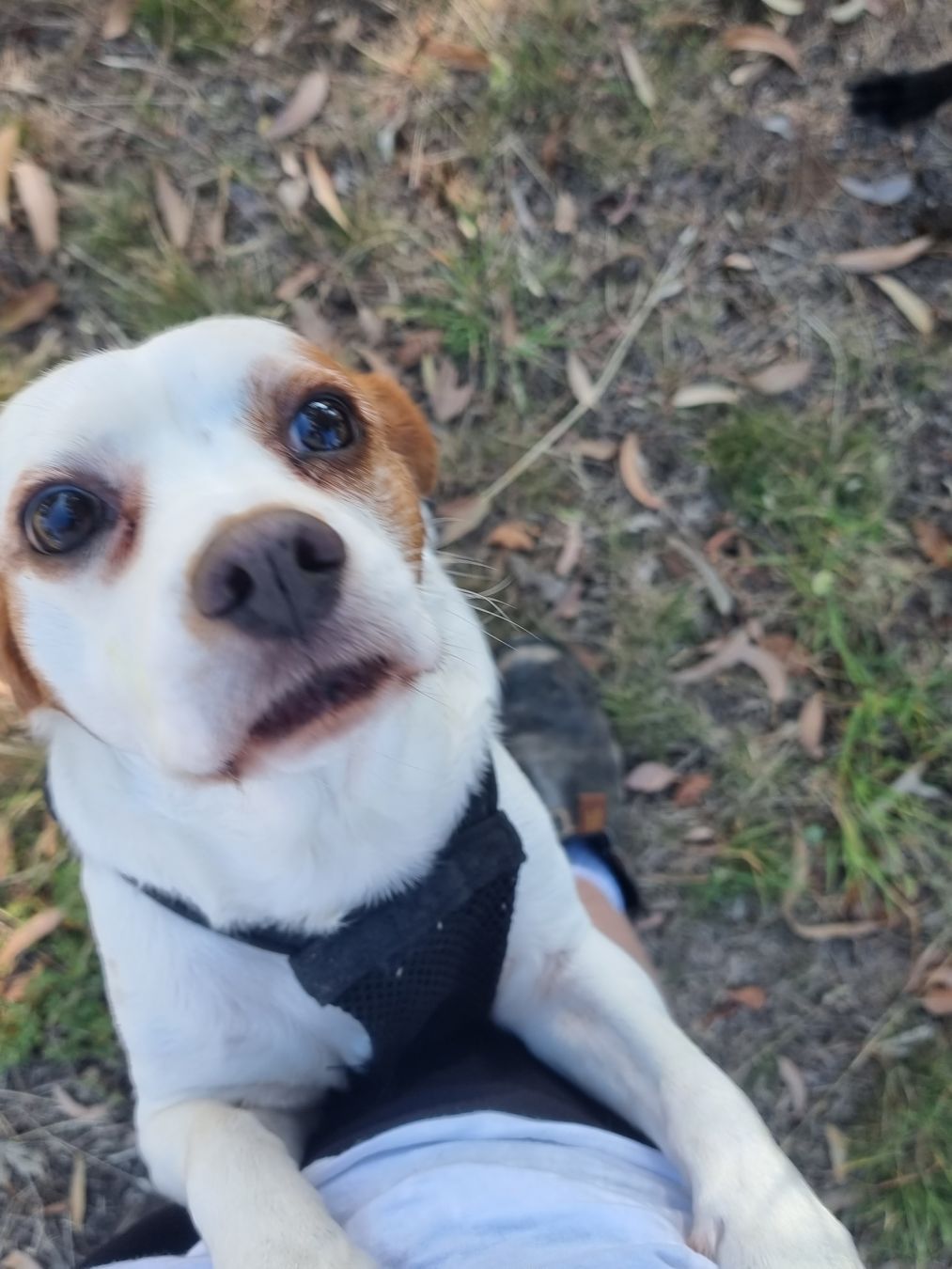 A beagle/cavoodle mix up on my leg looking at the camera