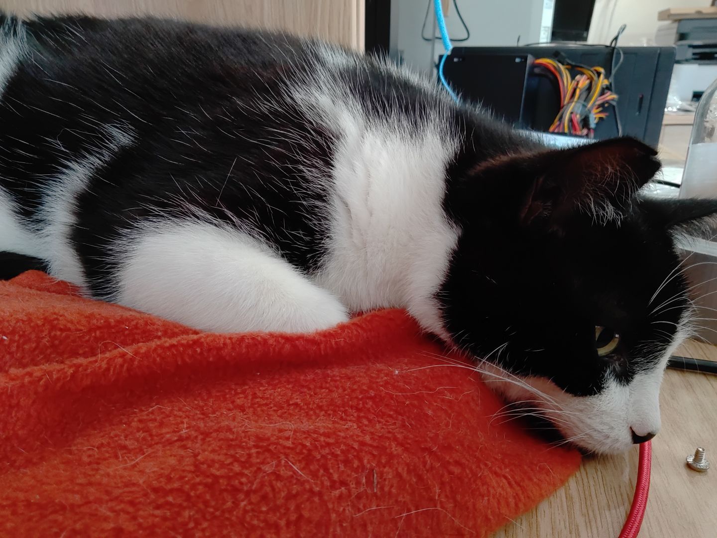 A black and white cat on an orange/tannish blanket.