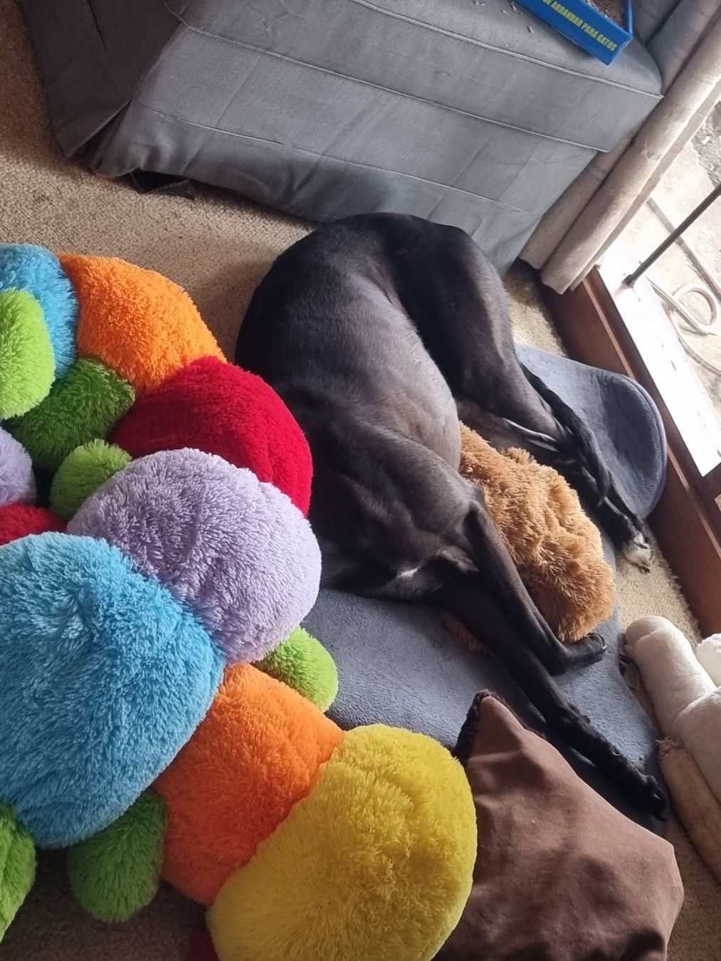 a black greyhound laying sideways on the floor. She's such her head under a plush toy so it can't be seen