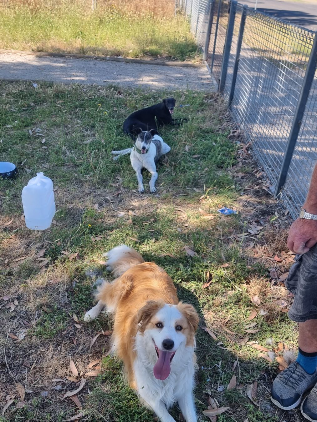 a black greyhound, a white and brindle greyhound, and a white + tab border collie all sitting on the grass, looking at the camera