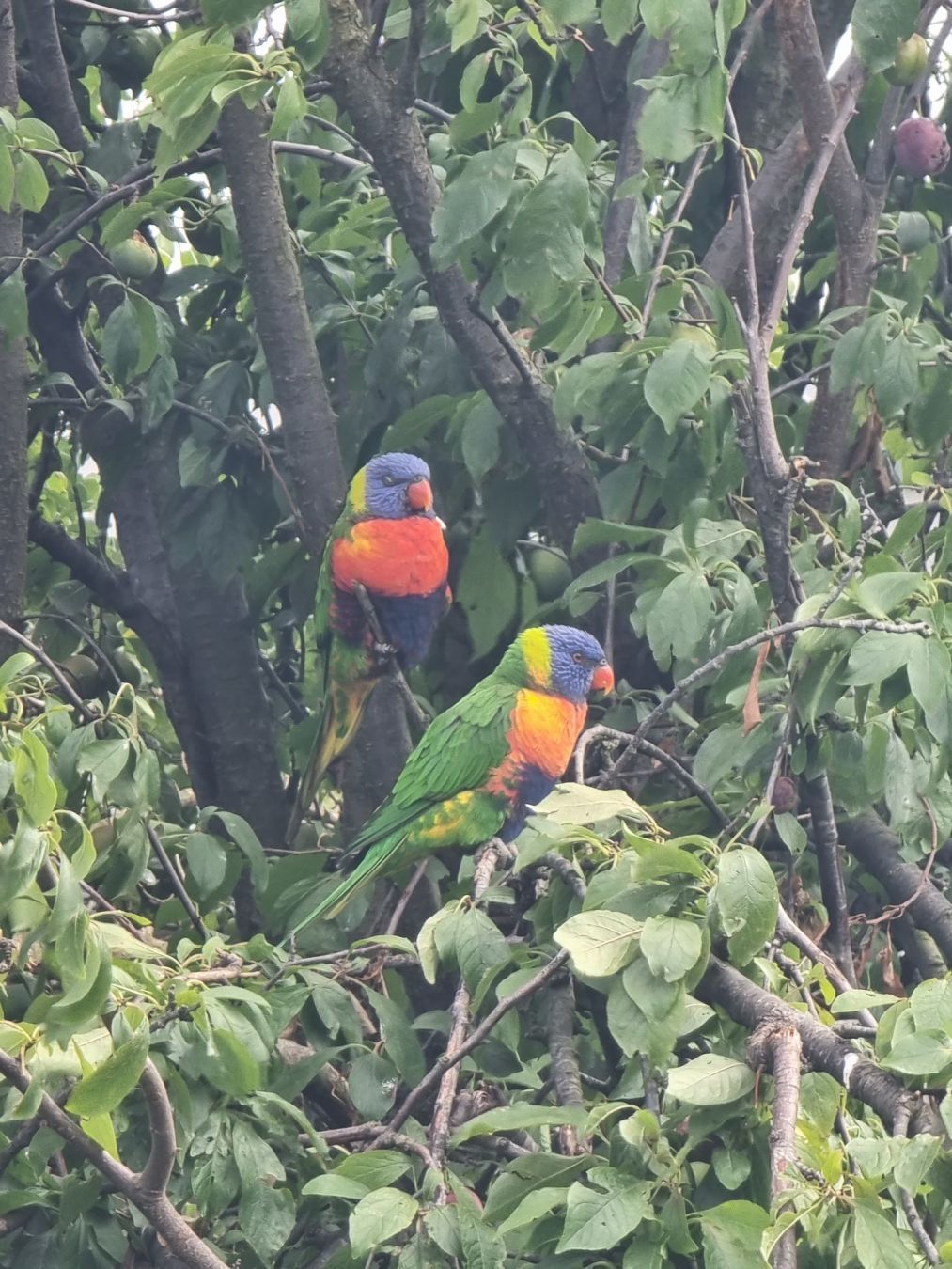 a slightly zoomed out shot of the birds in the tree