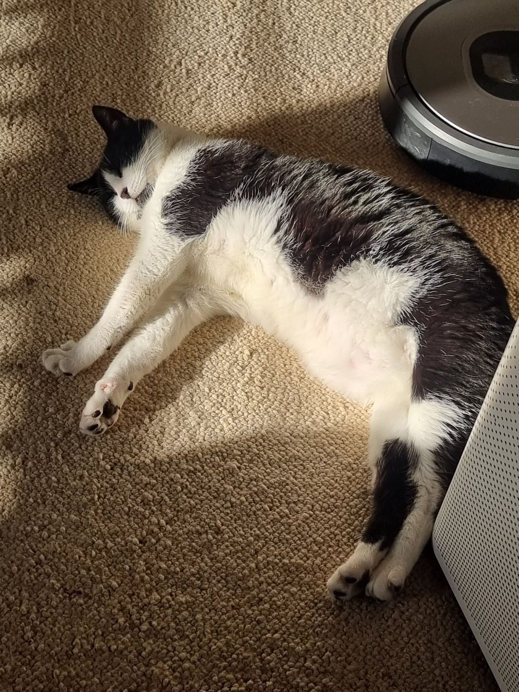 a black and white cat laying on the carpet in a bit of sun