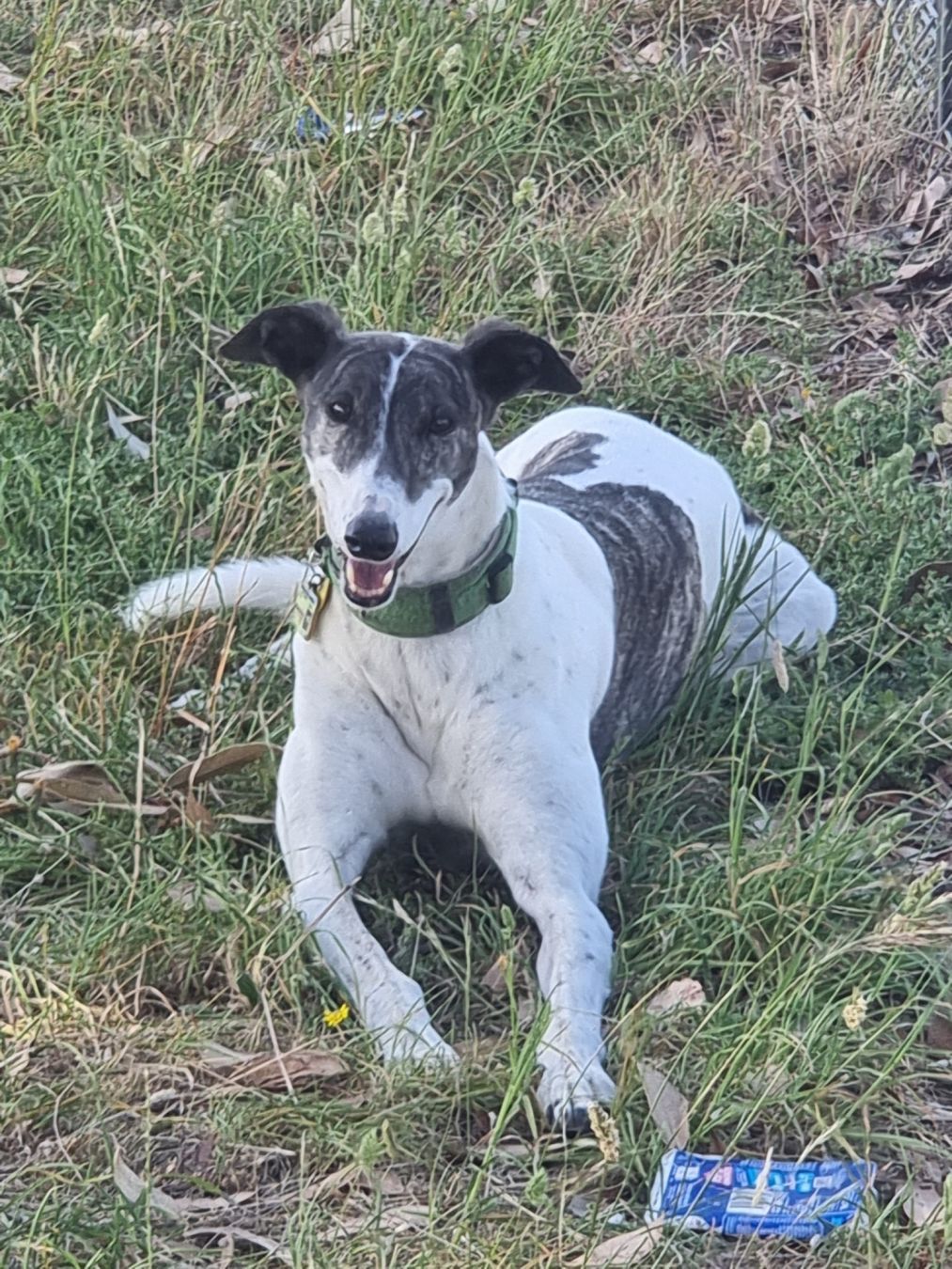 a white and brindle greyhound sitting on the grass, looking say the camera