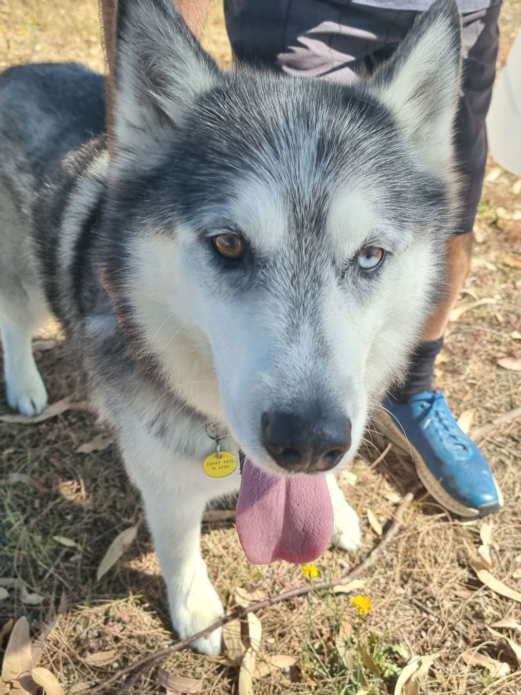 a husky sorta looking at the camera