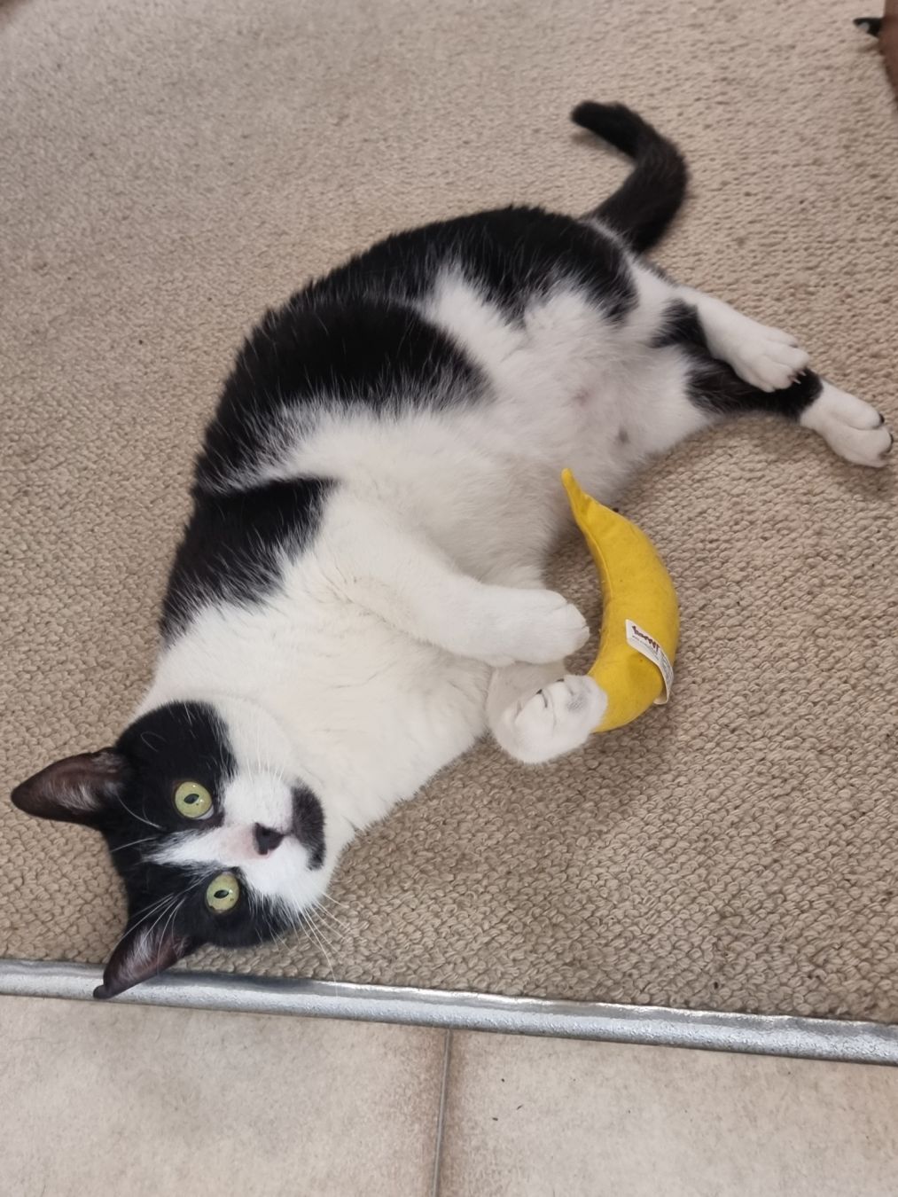 A black and white cat, on his side, with a toy banana that he was playing with. He's looking at the camera.