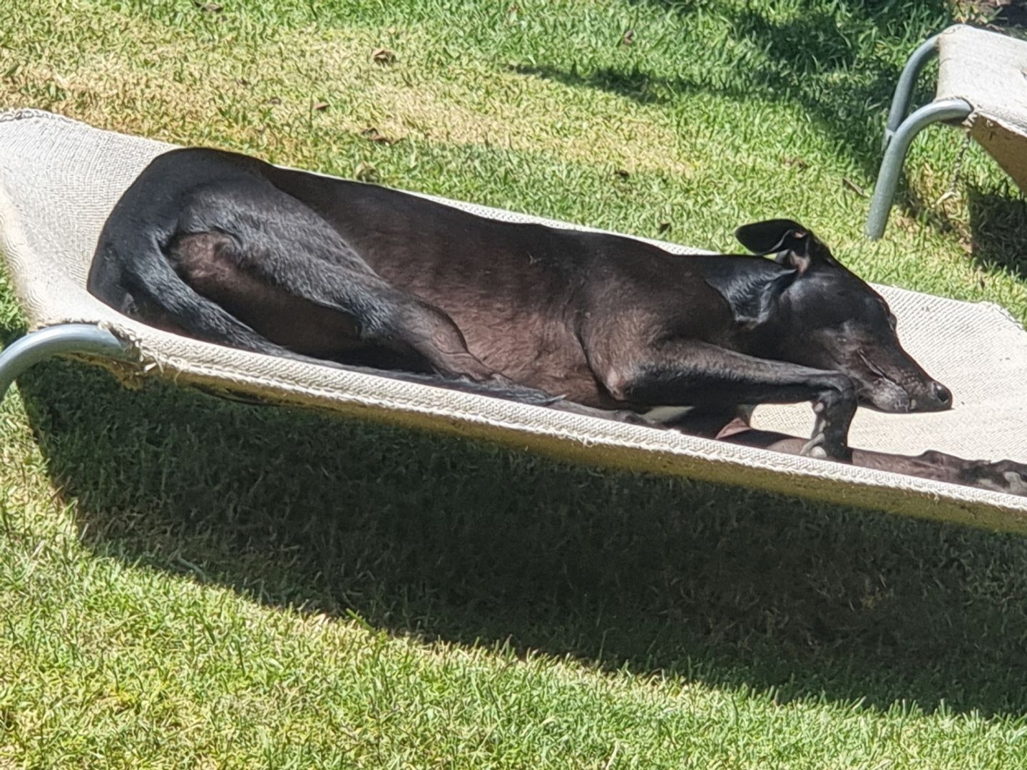 Black greyhound laying on a burlap sack raised bed in the sun