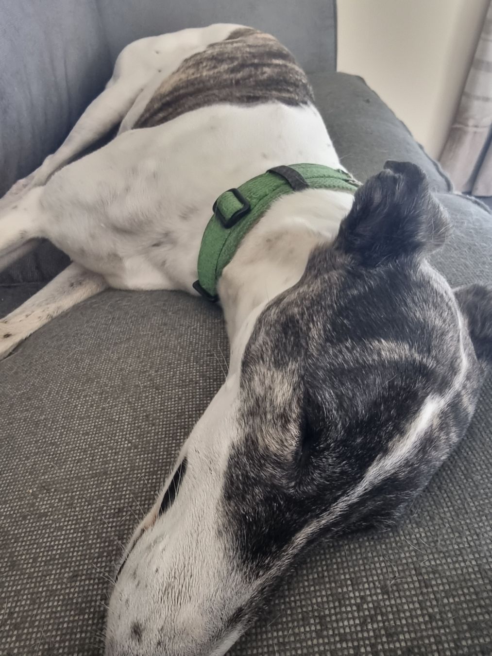a Greyhound sleeping on a couch