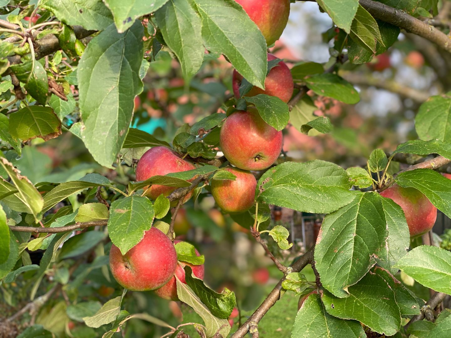 Red apples on a tree.