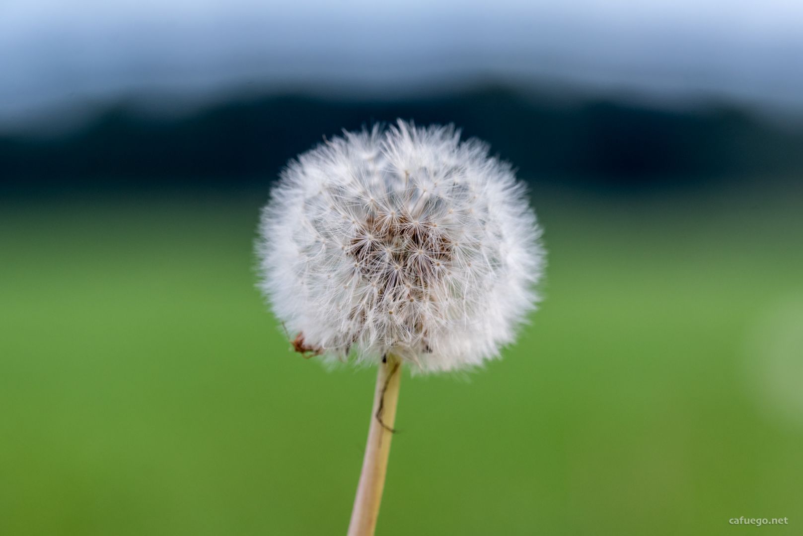A dandelion fluffball close up, against a defocused light green field and distant dark green  forest.