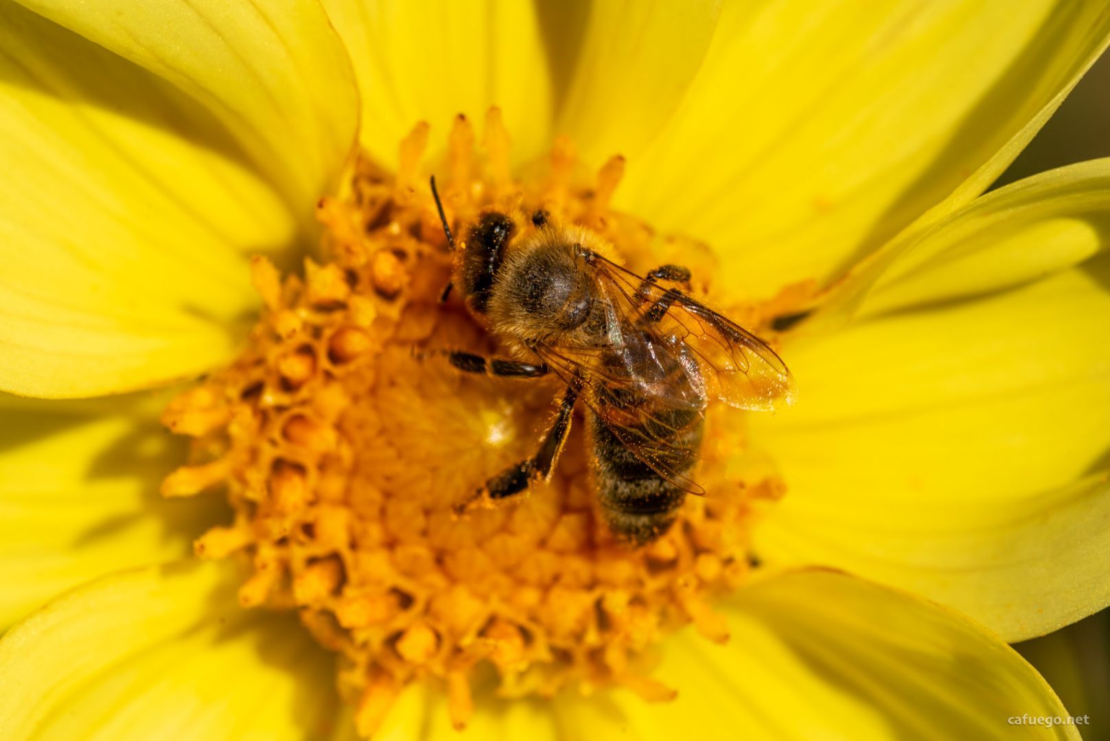 Close up macro shot of a pollen covered honey bee sitting in the middle of a bright yellow dahlia flower.