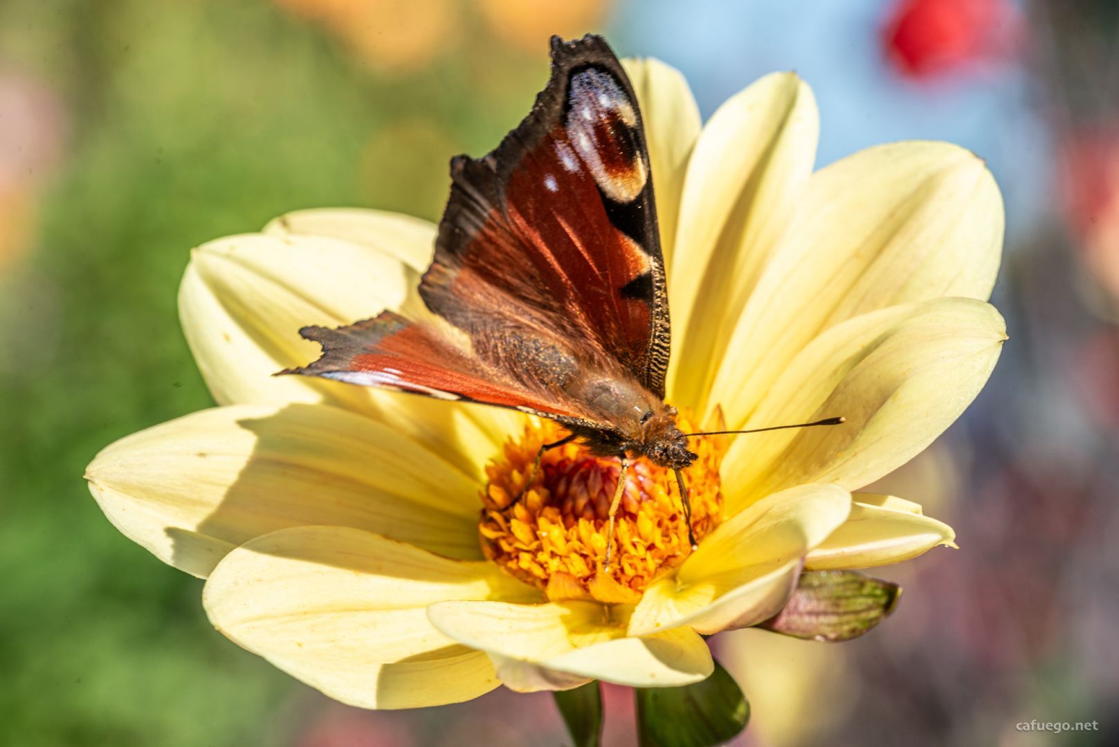 Butterfly on a yellow dahlia flower.