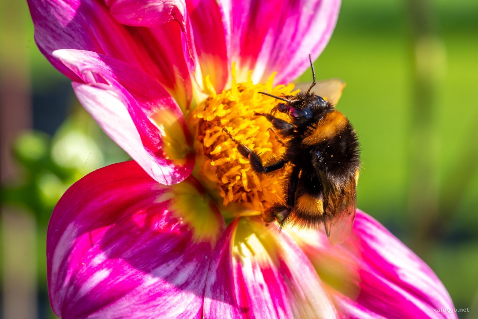 Macro shot of a bumblebee sitting on a pink dahlia.