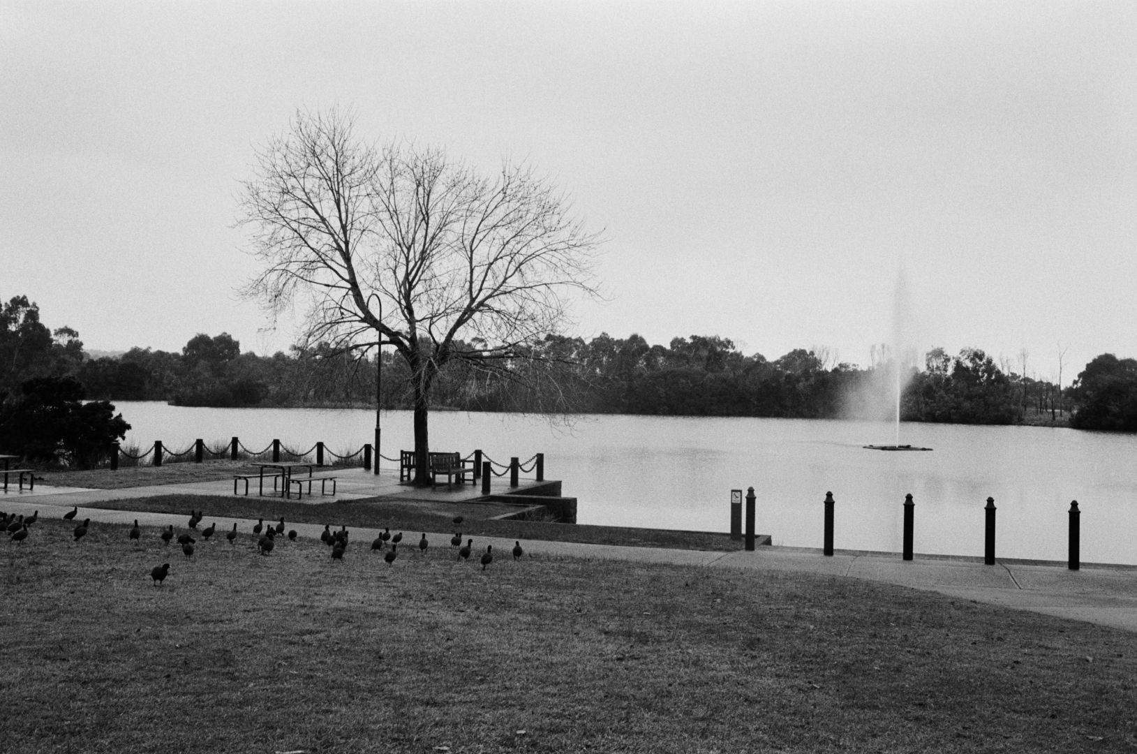 black and white photo overlooking a park with a lake and lots of ducks with their backs facing the lens