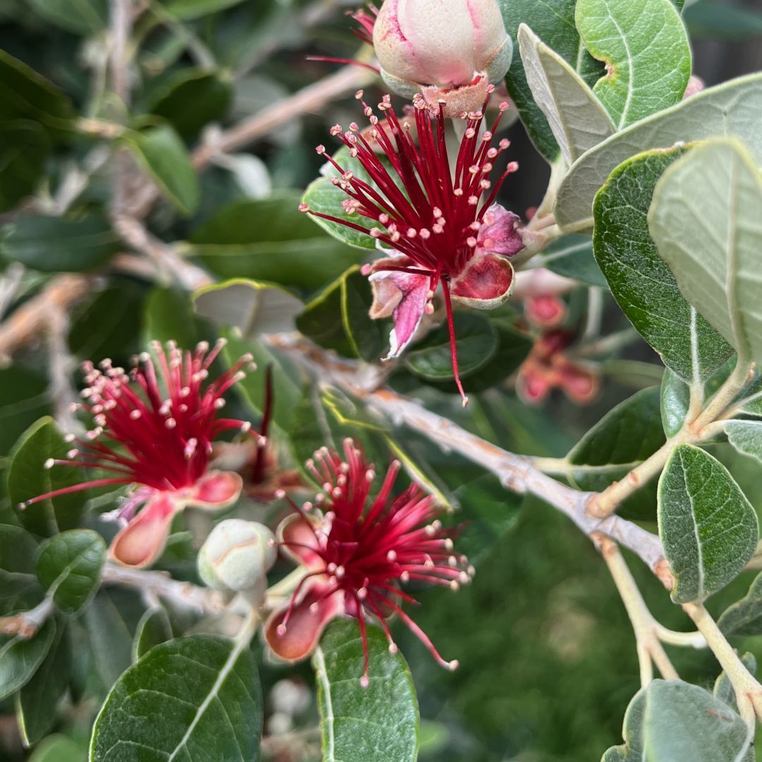A close-up photo of the flowers of the feijoa bush. The flowers have a pink-white casing and red stamens. The dark ovoid leaves of the plant are in the background.
