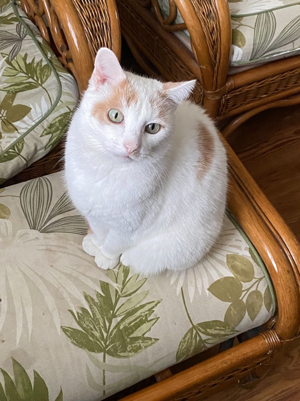 A white cat with ginger patches