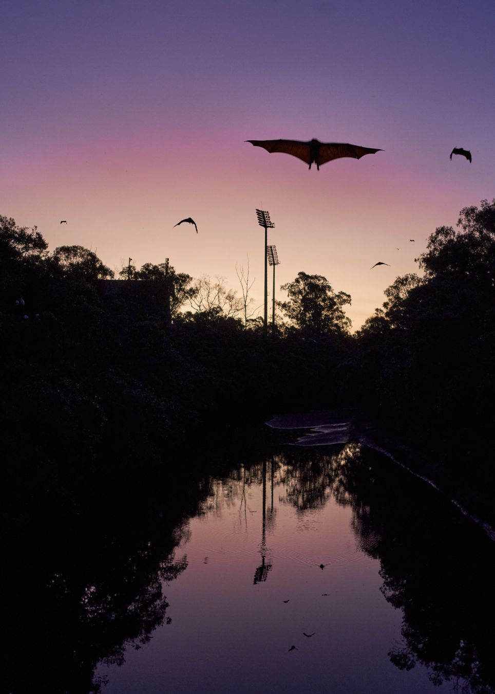 A flying fox in full flight is silhouetted by a vibrant sunset. The colourful sky and flying foxes are reflected in a creek in the bottom half of the image, ducks swim through the water breaking up the reflection.