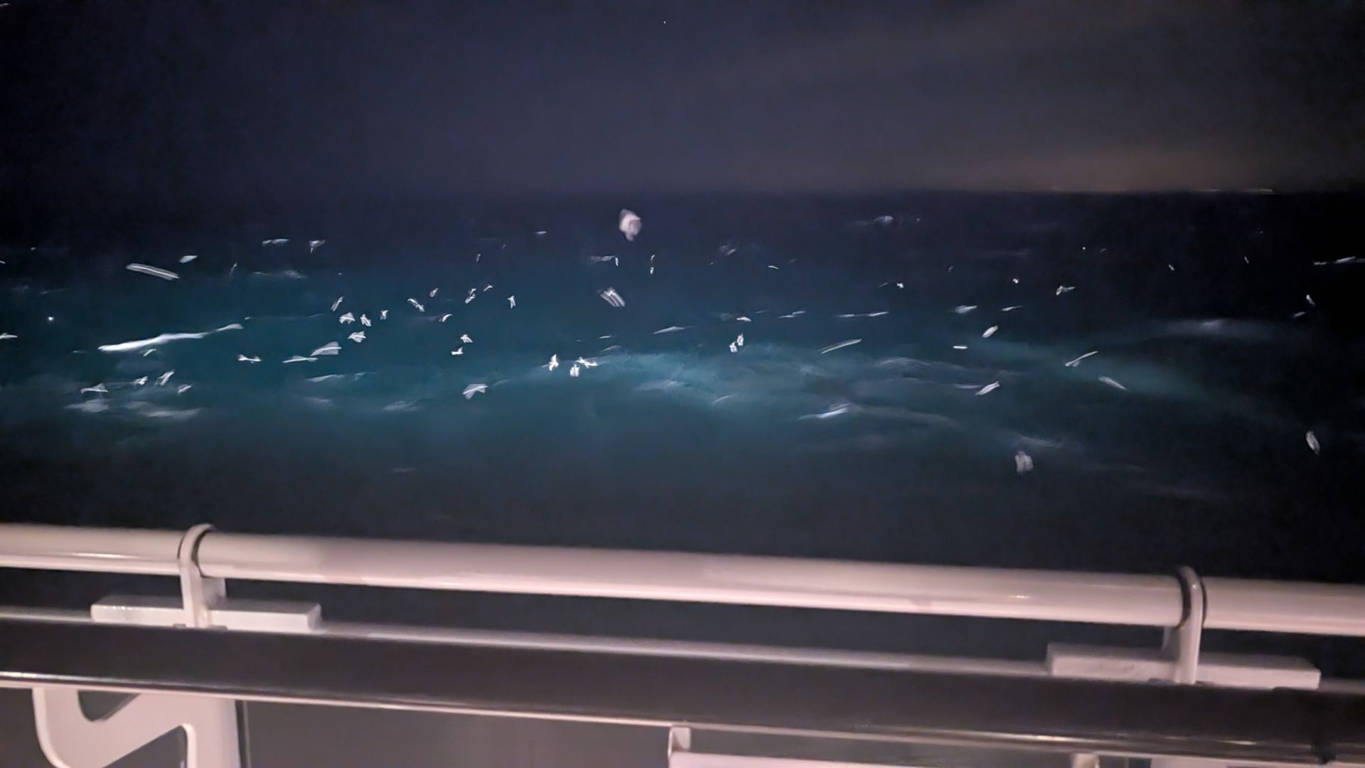 Seagulls in the wake in the night time