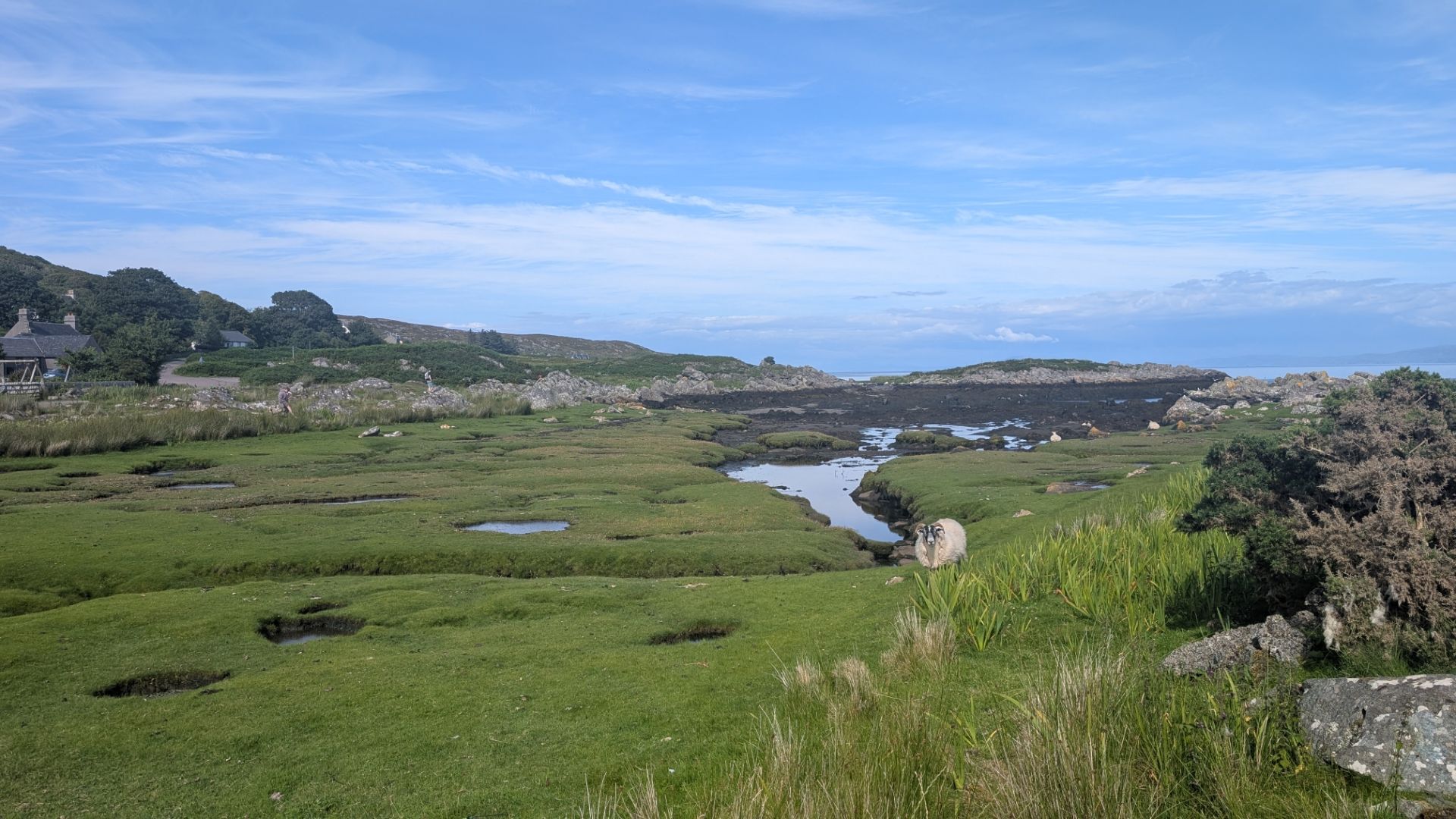 A bog leading into the ocean, with sheep.