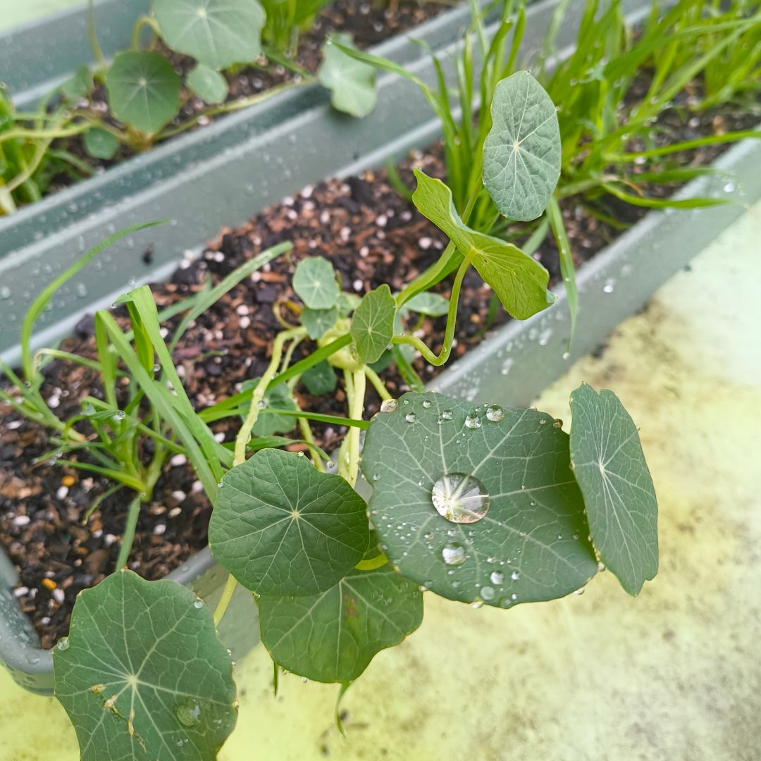 A small planter box with a nasturtium seedling and several cat grass seedlings planted in it. It's been raining so there's a big drop of water sitting in the largest nasturtium leaf.