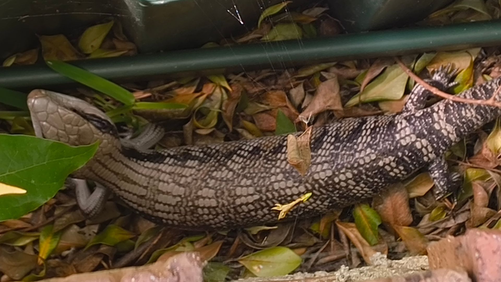 A common bluetongue skink on the leaf litter between a brick wall and fence.