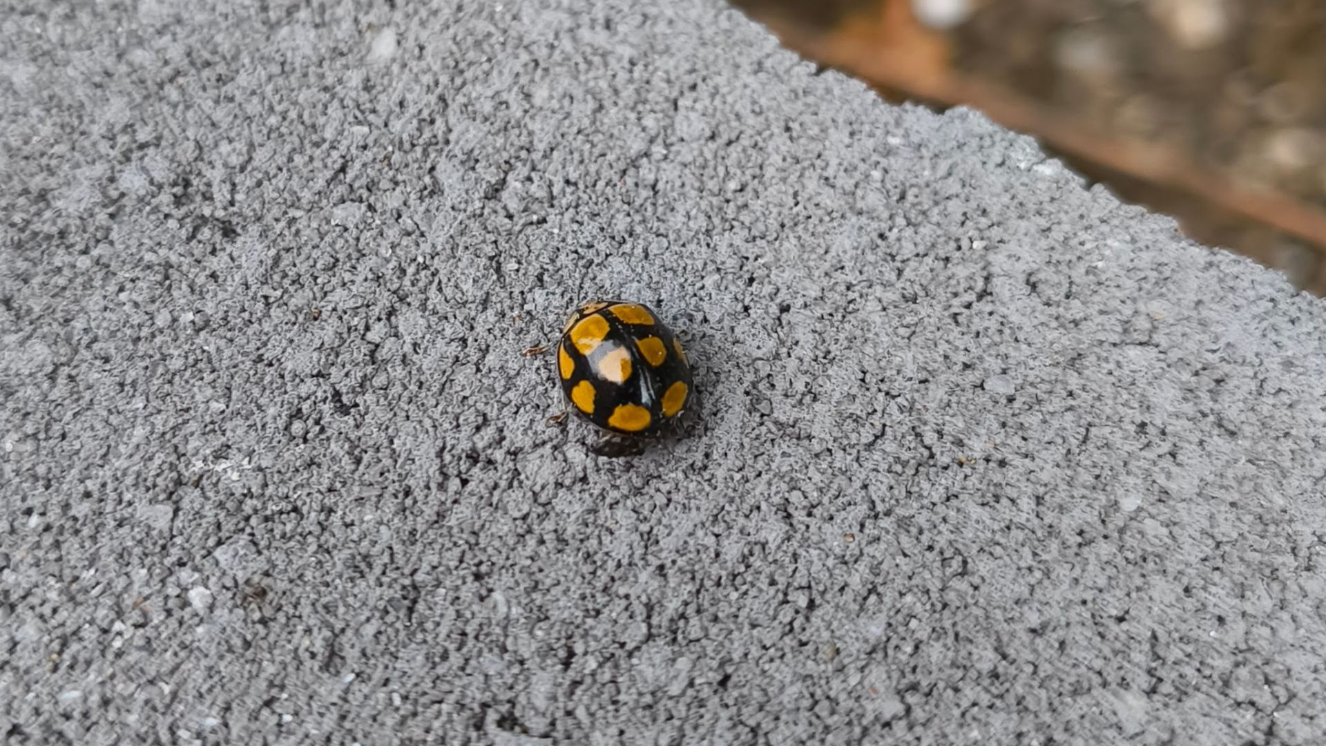 A tortoise-shelled ladybird on a concrete wall.