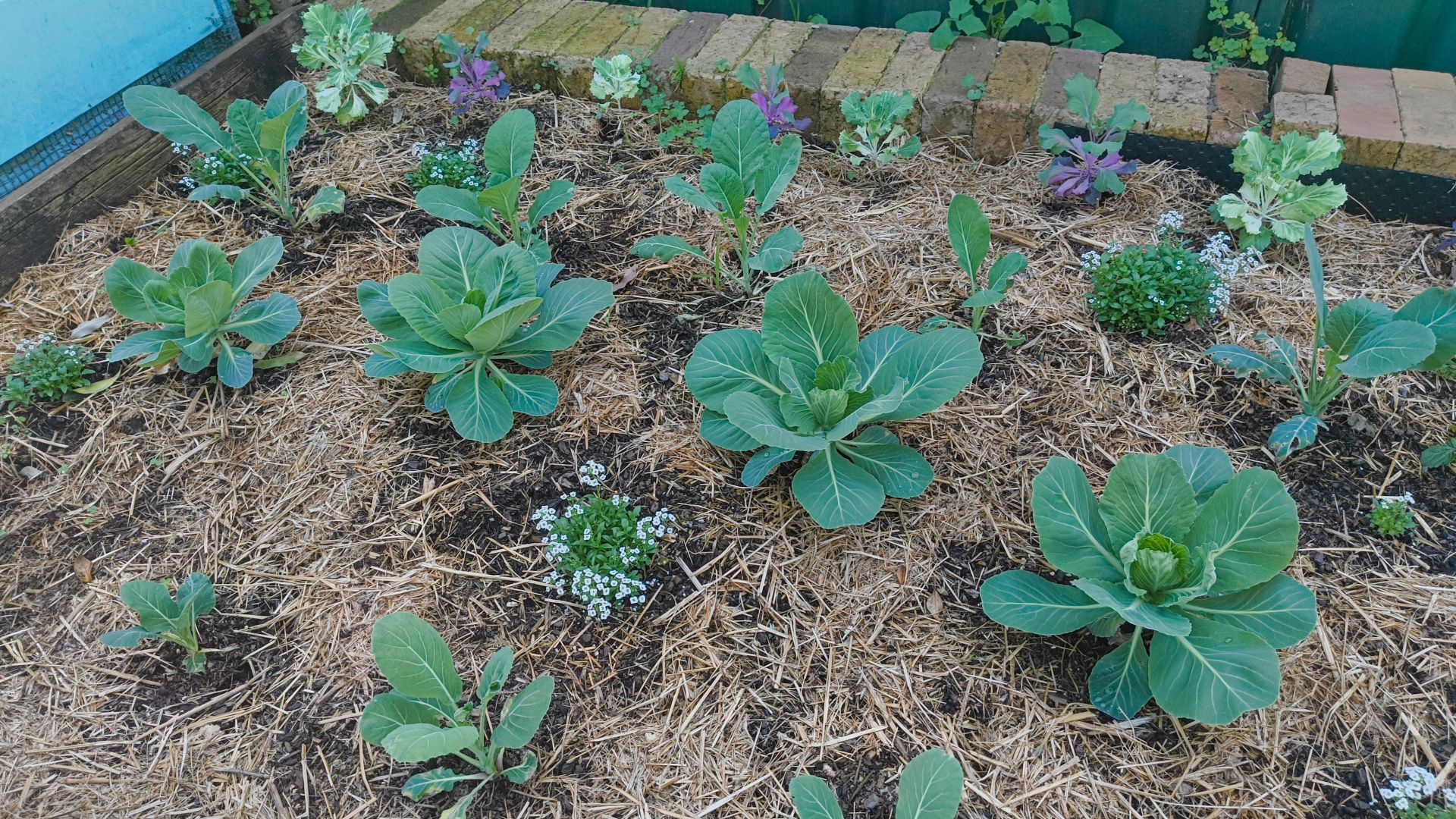 A garden bed with young-ish flowering kale, alyssum, mini cauliflower and mini cabbage. Not sure the cauli will happen but we'll see...