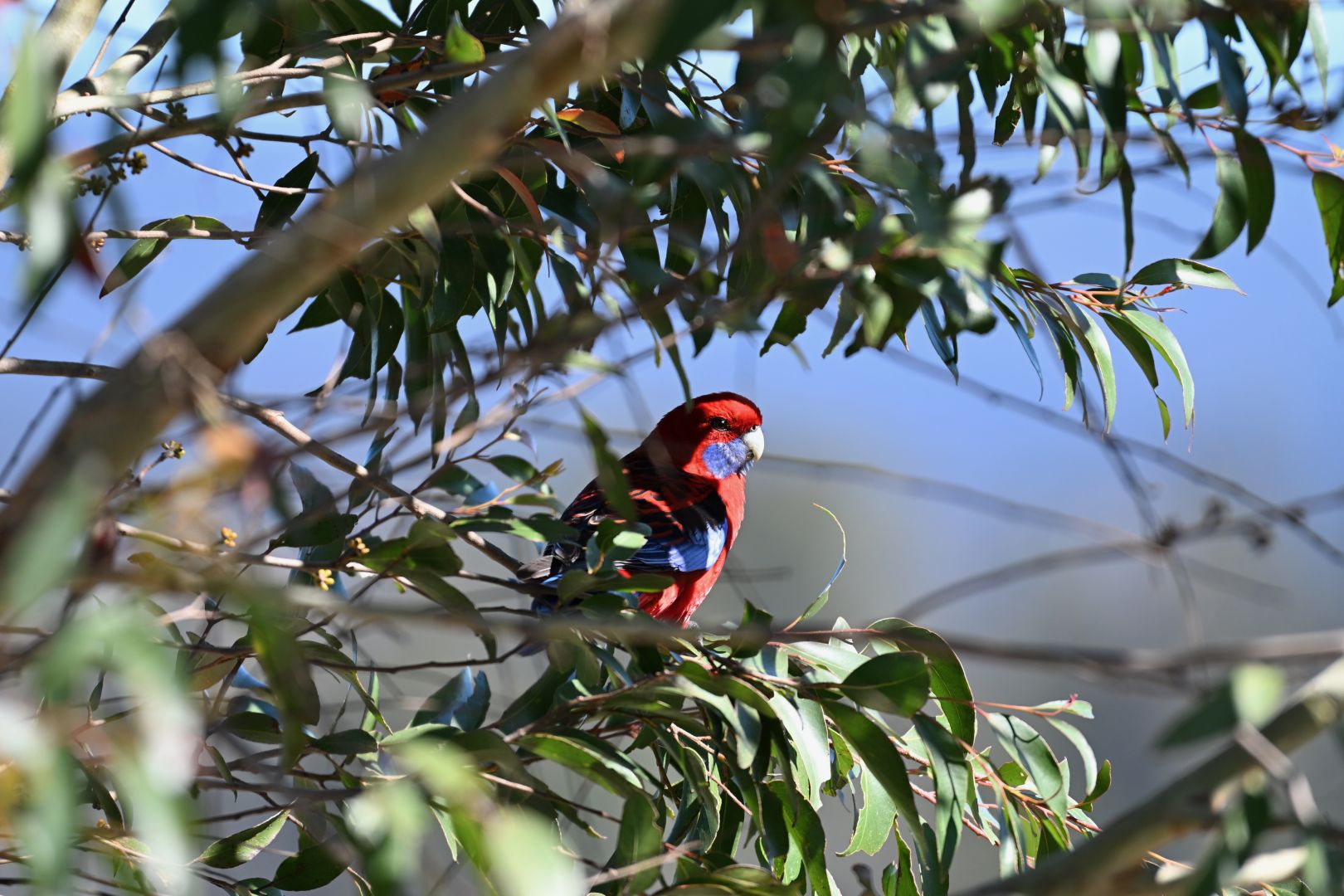 crimson rosella in tree
