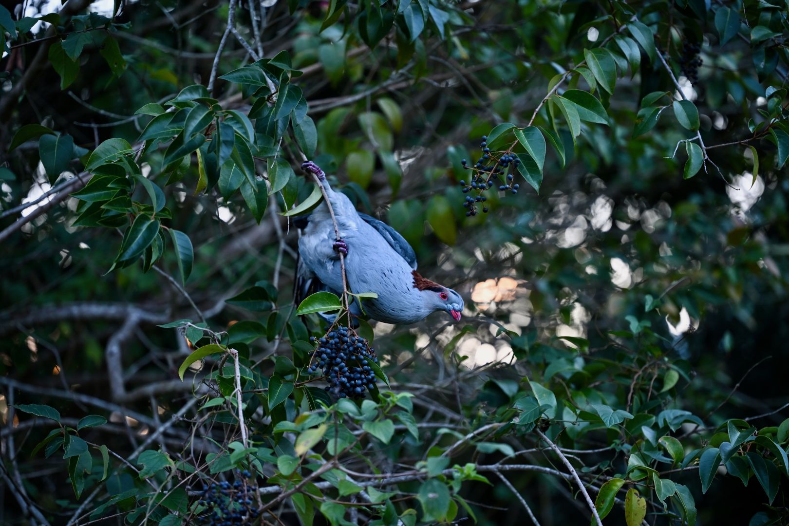 a very strange looking pidgeon with a bright red crest sits on a branch surrounded by delicious berries it is feasting on. it is looking right at the camera with a somewhat beatific expression