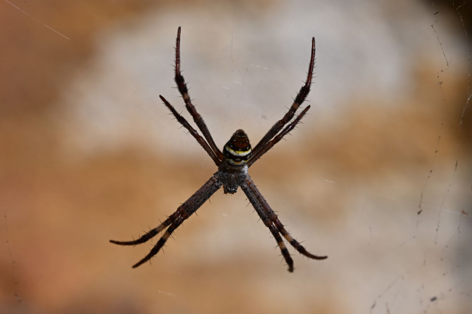 saint andrew's cross spider, taking up the full frame