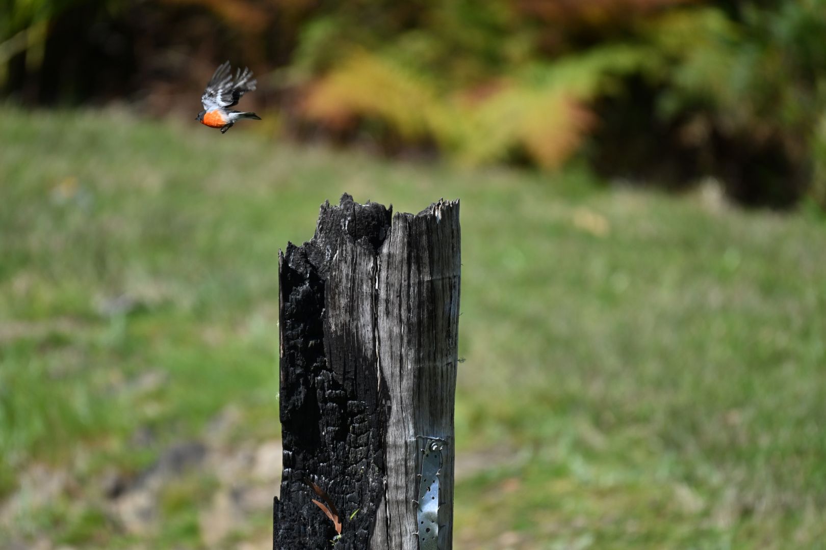 the robin flies away, frozen mid-flap