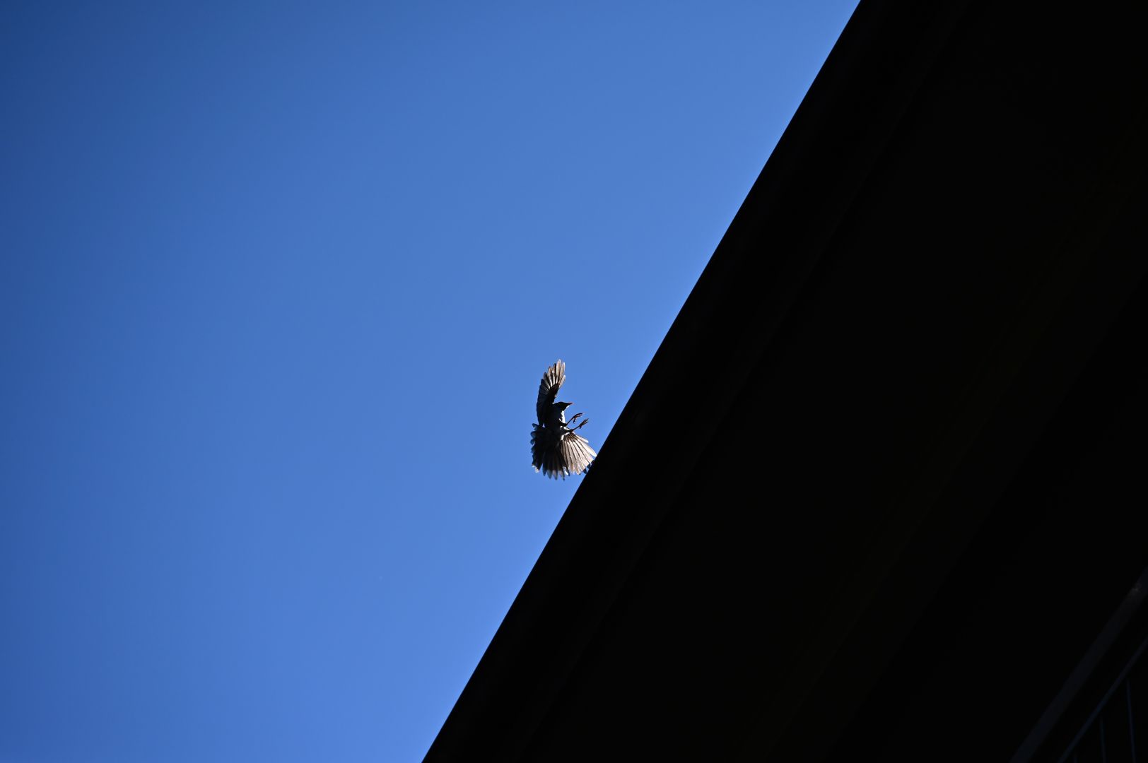 a noisy miner is at a crazy tipped over angle in the very moment of landing. everything is sharp. the frame is sharply divided diagonally by the building it is alighting on top of, in full shadow and the rich blue sky behind it. the sun is caught and reflected by its feathers. it's quite something.