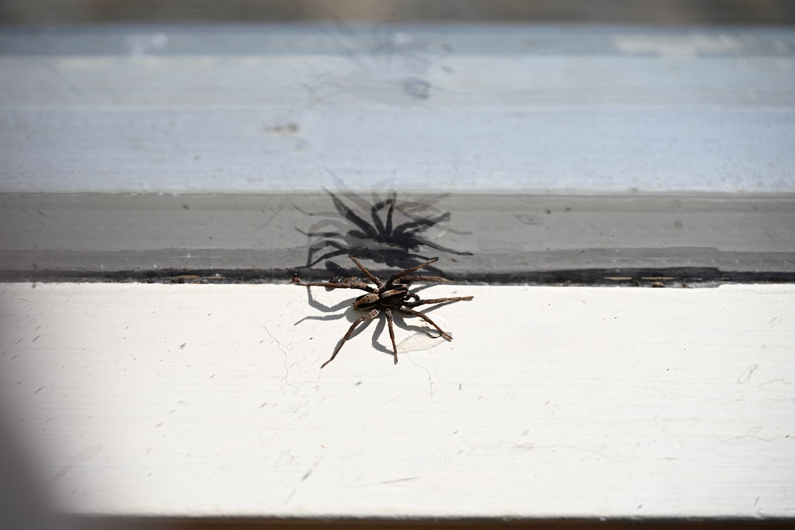 beautiful spider sits on windowsill, reflected many times