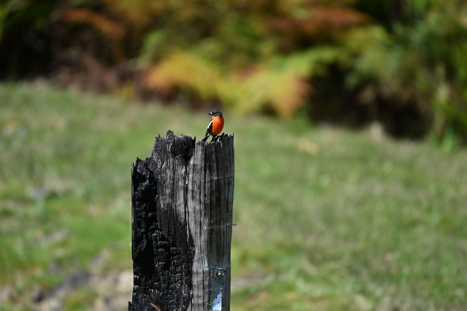 a scarlet robin sits on a stump, looking at us