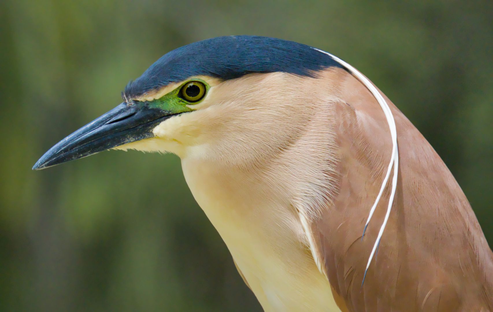 A portrait of a nankeen night heron against a green blurry background.