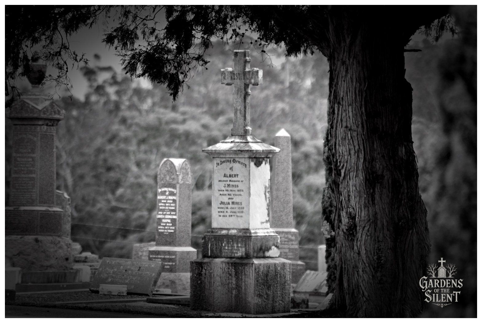 A black and white photograph framed on the right by the deeply grooved, dark bark of a large tree trunk. In the midground stands a prominent light coloured stone pedestal topped with a cross, commemorating Albert and Julia Mines. Other upright headstones and obelisks stand quietly in the background beneath soft, overcast daylight and a blurred tree line.