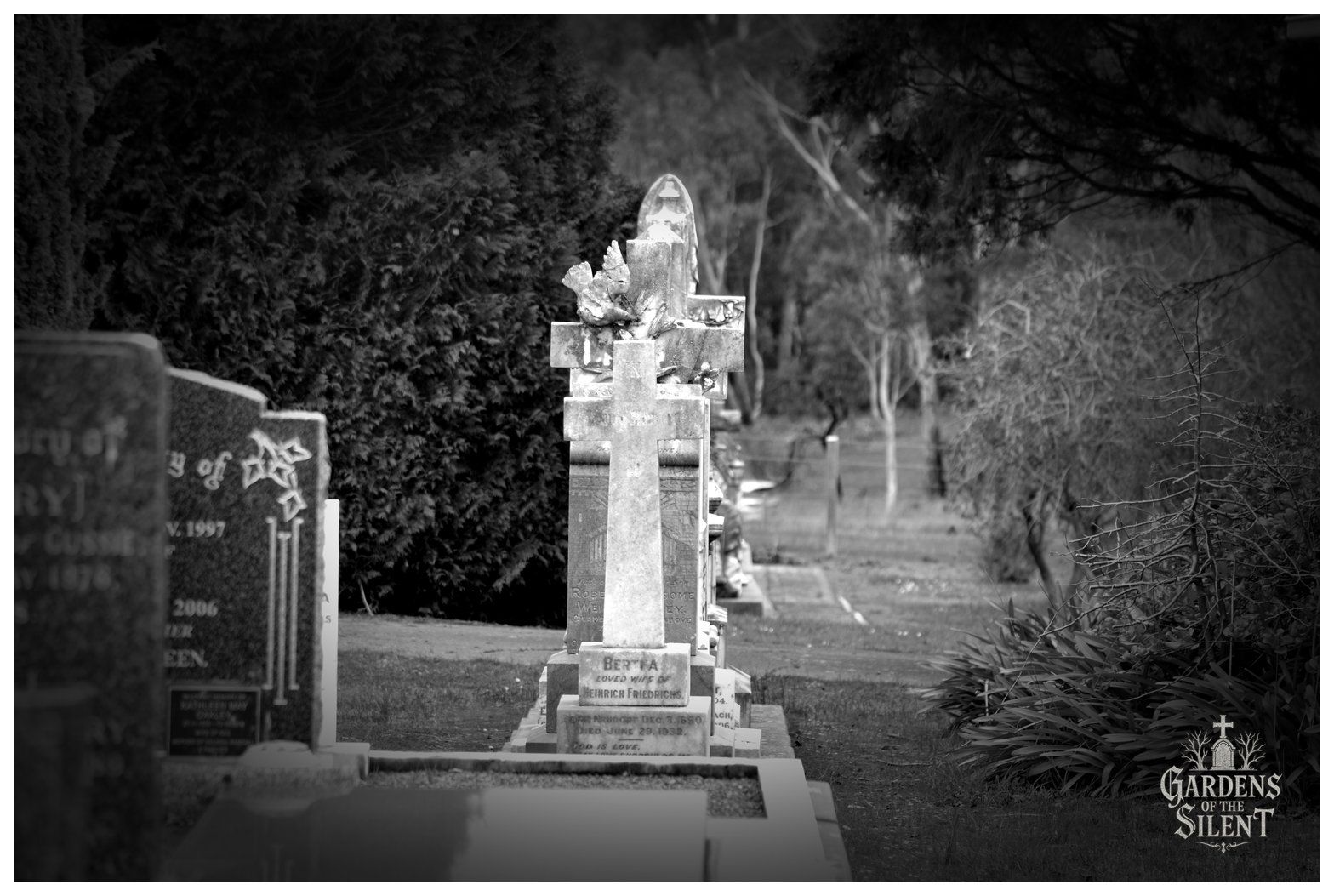 A black and white landscape photograph showing a line of cemetery headstones receding into the background. The focal point is an upright stone cross marker dedicated to Berta, wife of Heinrich Friedrichs, positioned directly in front of an older, weathered cross topped with a sculpted dove. Dense, dark cypress foliage borders the left side of the frame, whilst the right background opens to softer, out of focus gum trees and native vegetation.