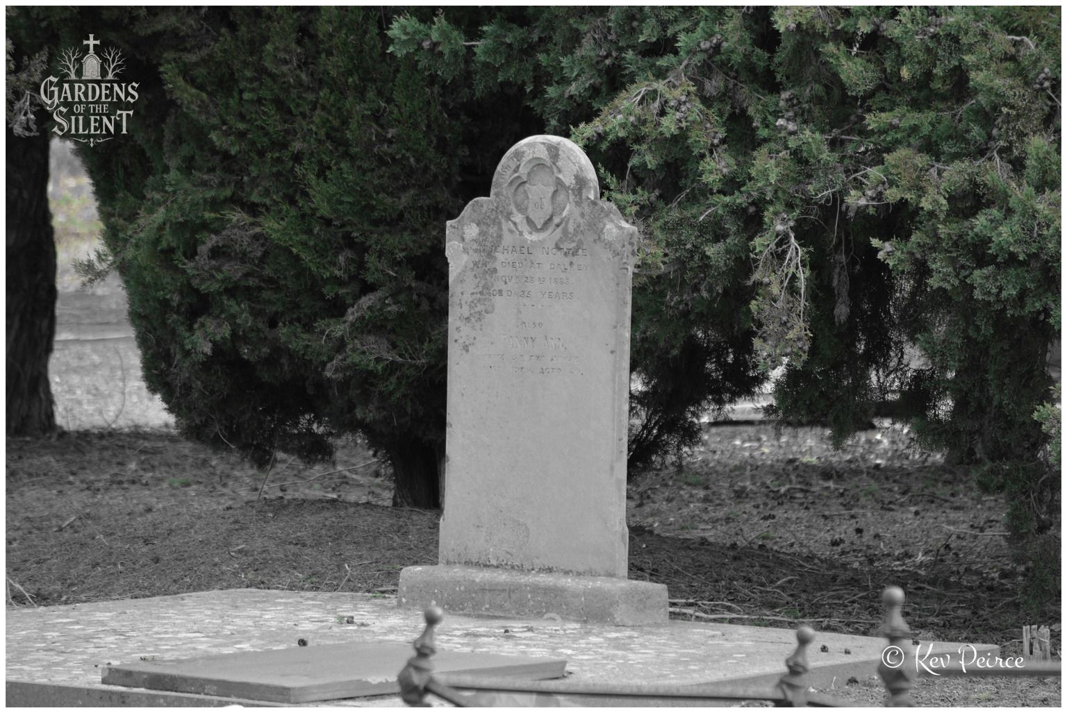 A selective colour landscape photograph showing the aged limestone marker of Michael Nottle framed by dense cypress branches rendered in natural green tones. A portion of a dark cast-iron grave railing borders the immediate foreground, leading the eye toward the weathered headstone and sunlit ground.
